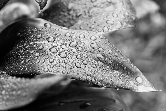Cordyline leaves with rain drops in contrasting black and white