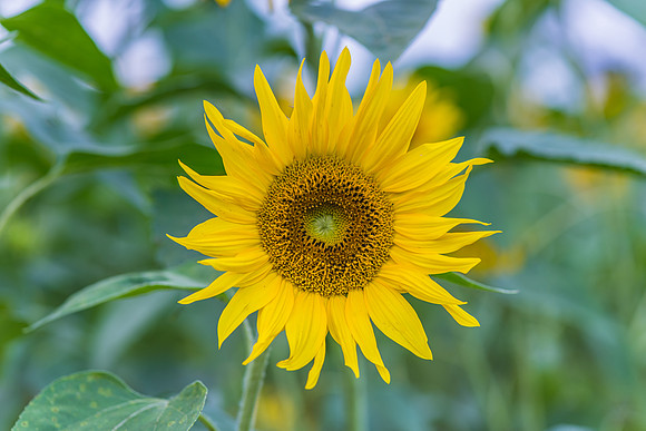 Sunflowers ready to harvest