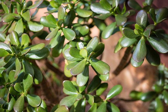Jade plant in the garden