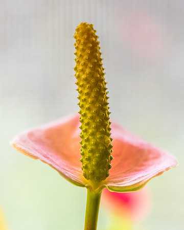 Anthurium pink peace lily flower