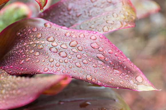 Cordyline leaves with rain drops