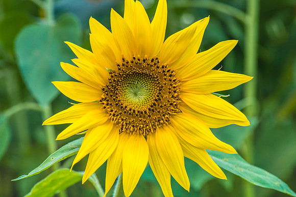 Sunflowers ready to harvest