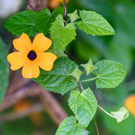 Orange Black-Eyed Susan Flower