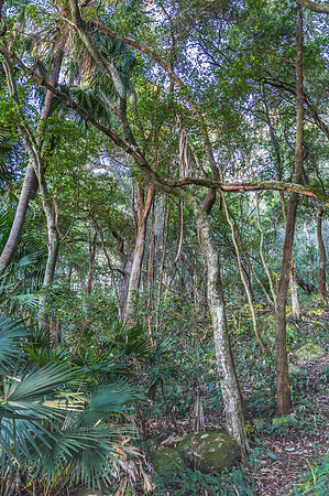 Into the Rain Forest on the Central Coast