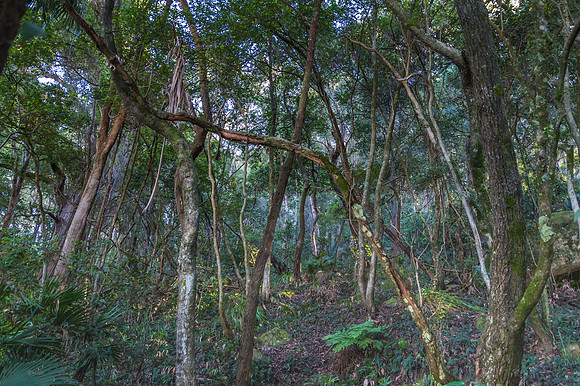 Into the Rain Forest on the Central Coast