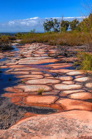 Australian Bush with Tessellated Rock