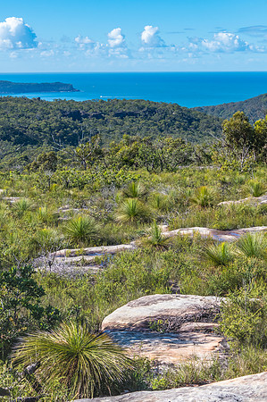 Australian Bush Landscape with a View to the Sea