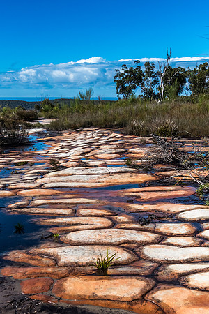 Australian Bush with Tessellated Rock Pavement