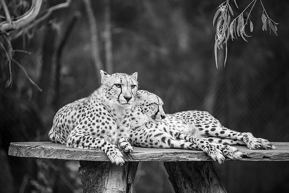 A pair of cheetahs at rest in black and white