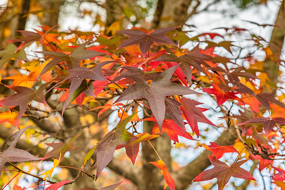 Autumn colours on display in the trees