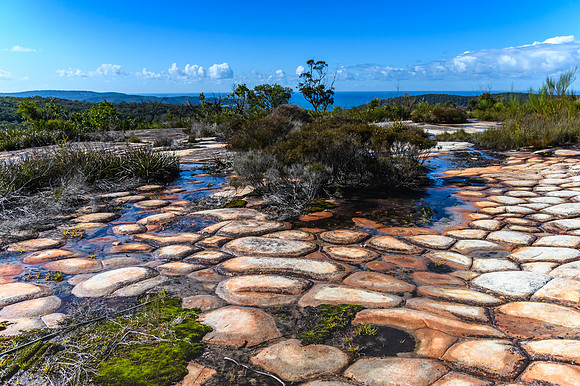 Australian Bush with Tessellated Rock
