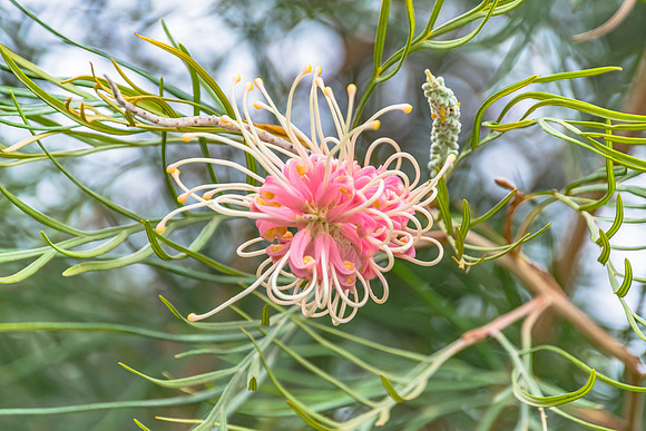 Grevillea ‘Pink Surprise’  Flower