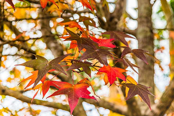 Autumn colours on display in the trees