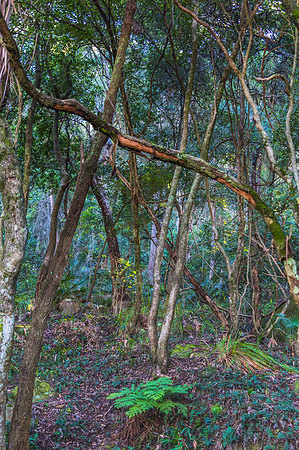 Into the Rain Forest on the Central Coast