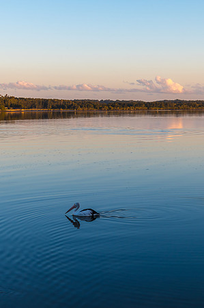 Sunset and Pelican Waterscape