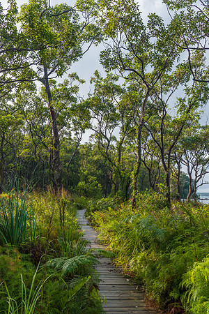 Forest in the storm light with wooden path