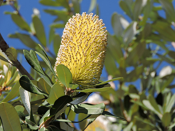 BANKSIA integrifolia also known as Coastal Banksia