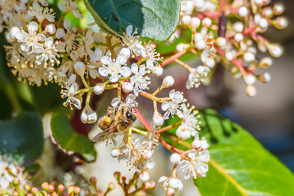 White blossom flowers on a tree and a honey bee