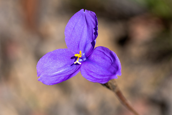 Native Iris or Purple Flag Wildflower