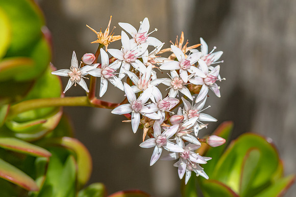 Jade Plant Flowers