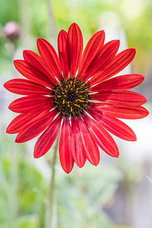 Arctotis Hybrid Red Magic Flower