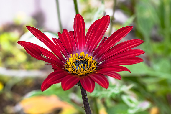 Arctotis Hybrid Red Magic Flower