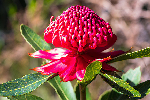 Waratah Wildflowers