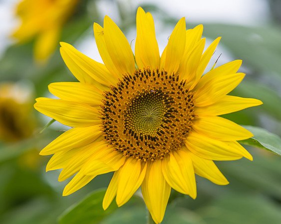 Sunflowers ready to harvest