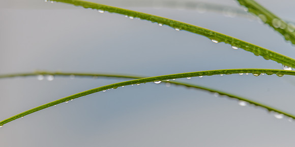 Rain drops in the garden