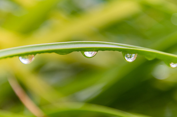 Rain drops in the garden