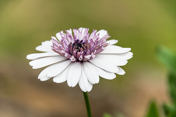 White Flower with Purple Centre