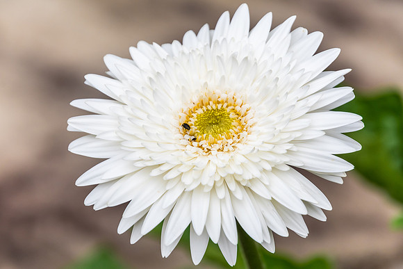 White Osteospermum Flower in the garden