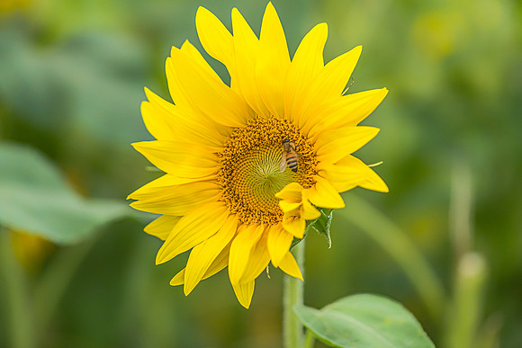 Sunflowers ready to harvest
