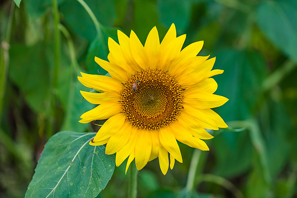 Sunflower and Bee