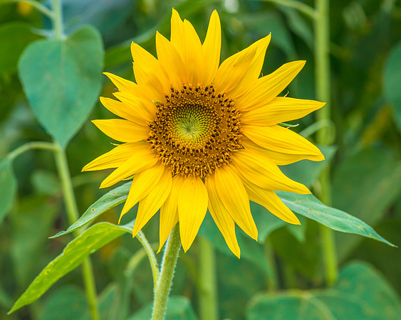 Sunflowers ready to harvest
