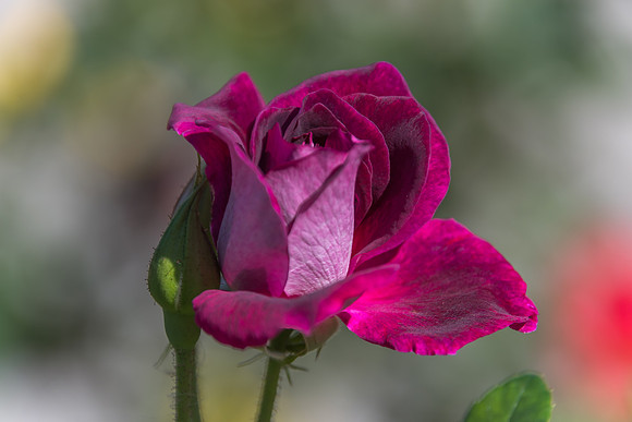 Violet Velvet Coloured Rose in Bloom and Rose Bud