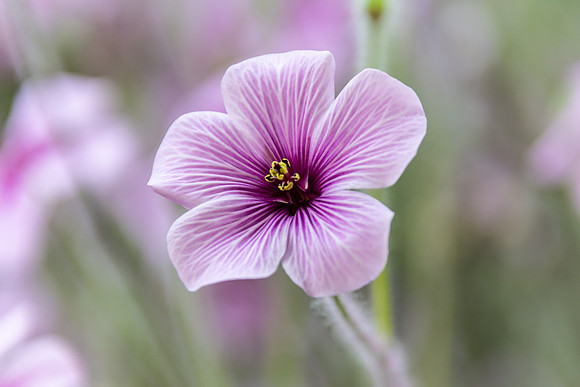 Pretty small purple flower - geraniums