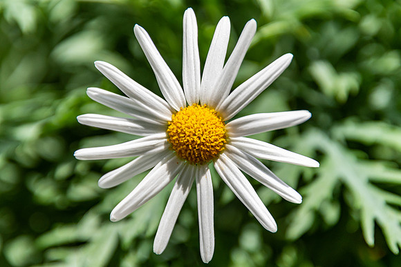 White Daisy Flower with Yellow Raised Centre