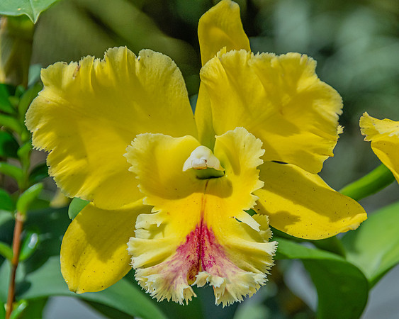 Yellow Orchid