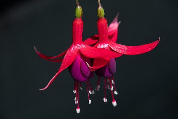Fushia Flowers