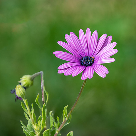 Enjoying the outdoors - a pale Purple Gazania Flower