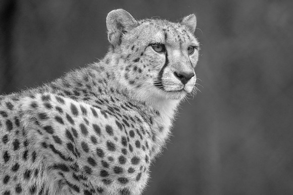 Cheetah up close in black and white