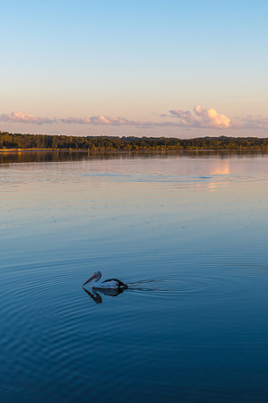 Sunset and Pelican Waterscape