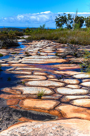 Australian Bush with Tessellated Rock Pavement