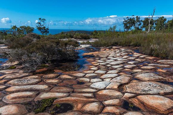 Australian Bush with Tessellated Rock Pavement