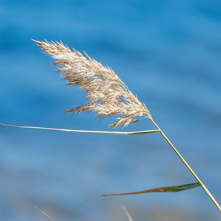 Grass seeed head blowing in a gentle wind