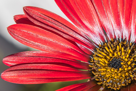 Beautiful Arctotis Hybrid Red Magic Flower