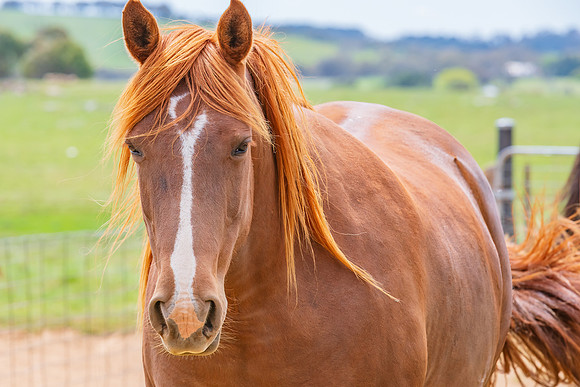 On the Farm: Horses in the paddock
