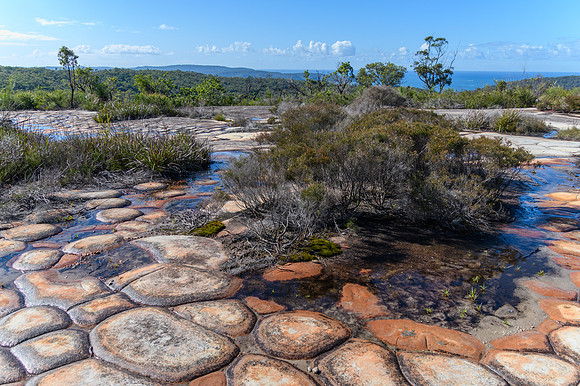 Australian Bush with Tessellated Rock