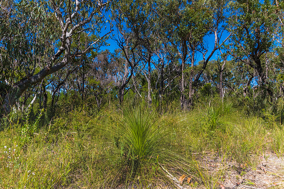 Australian Bush in the National Park